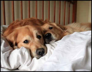 two-golden-retriever-dogs-on-bed